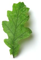 oak leaf