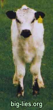 organic calf